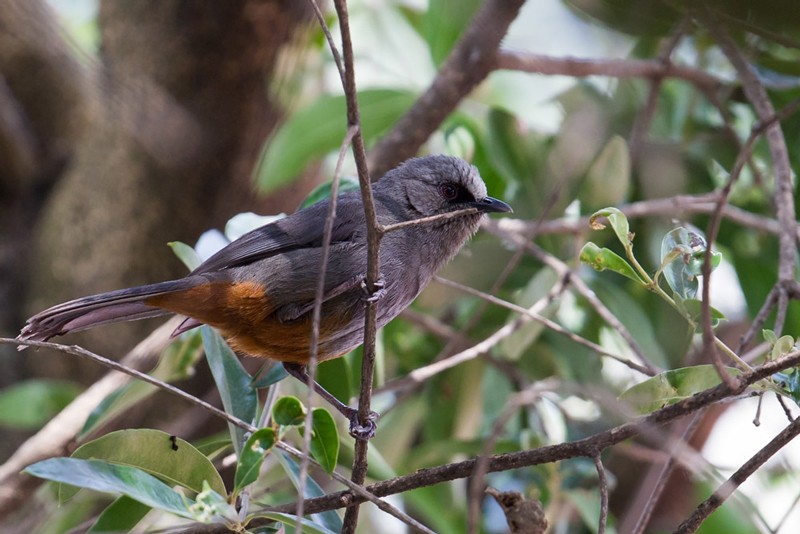 Abyssinian Catbird