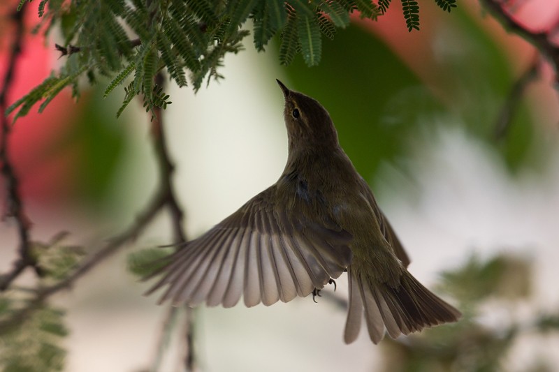 Common Chiffchaff in flight
