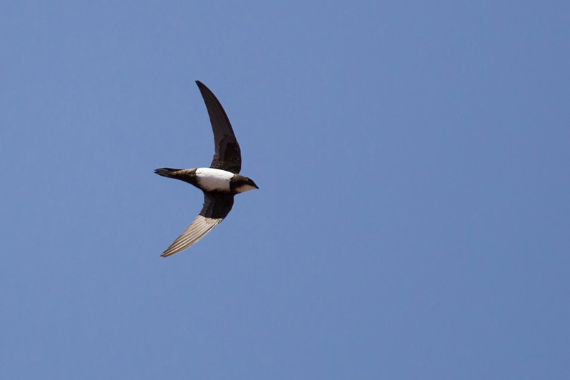 Alpine Swift