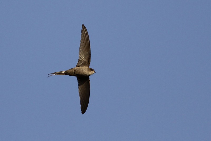 African Palm Swift