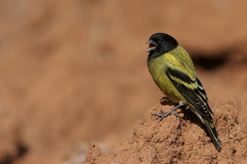 Ethiopian Siskin
