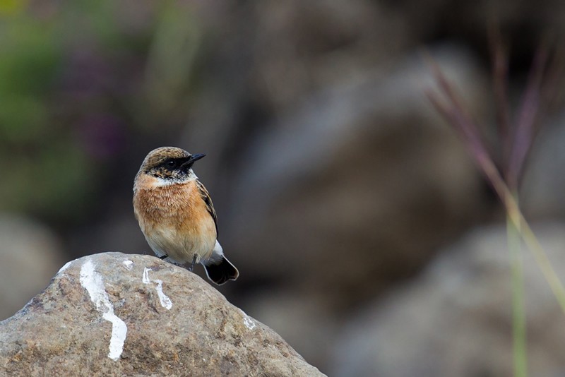 Siberian Stonechat - ssp Variegatus (aka ssp hemprichii)