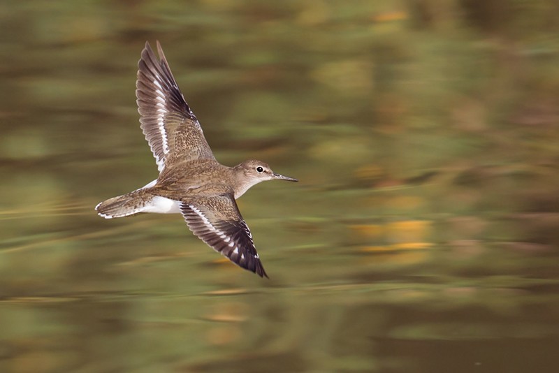 Common Sandpiper in flight