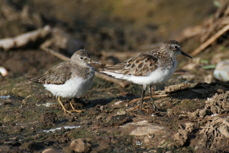 Temminck's Stint (left) with Little Stint (right)
