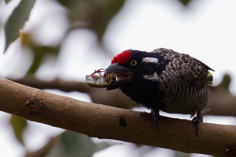 Banded Barbet foraging