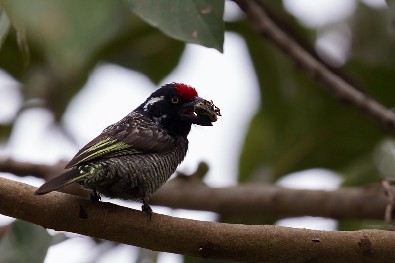 Banded Barbet foraging