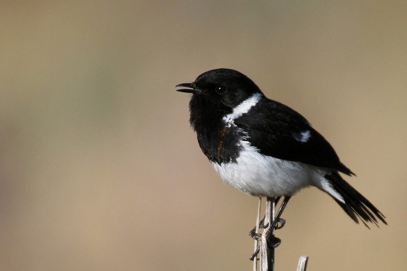 African Stonechat - ssp albofasciatus (Ethiopian Stonechat)