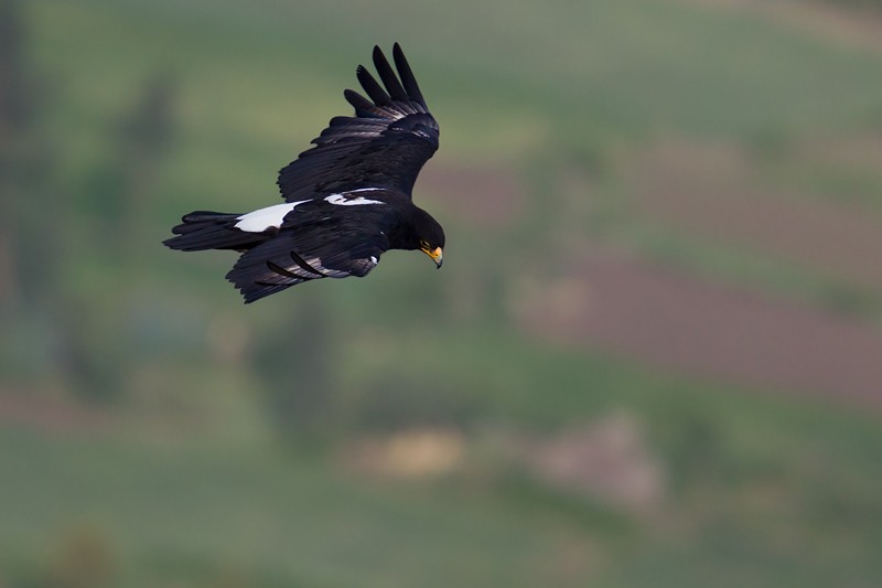 Verreauxs' Eagle in flight