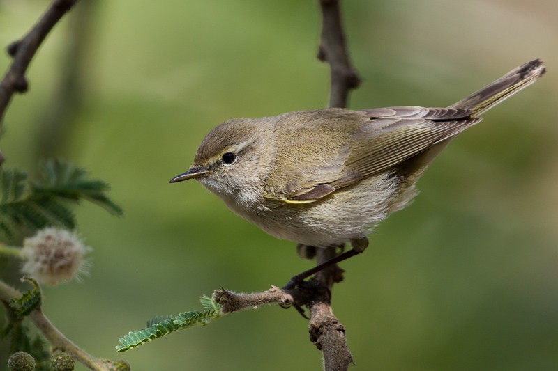Common Chiffchaff