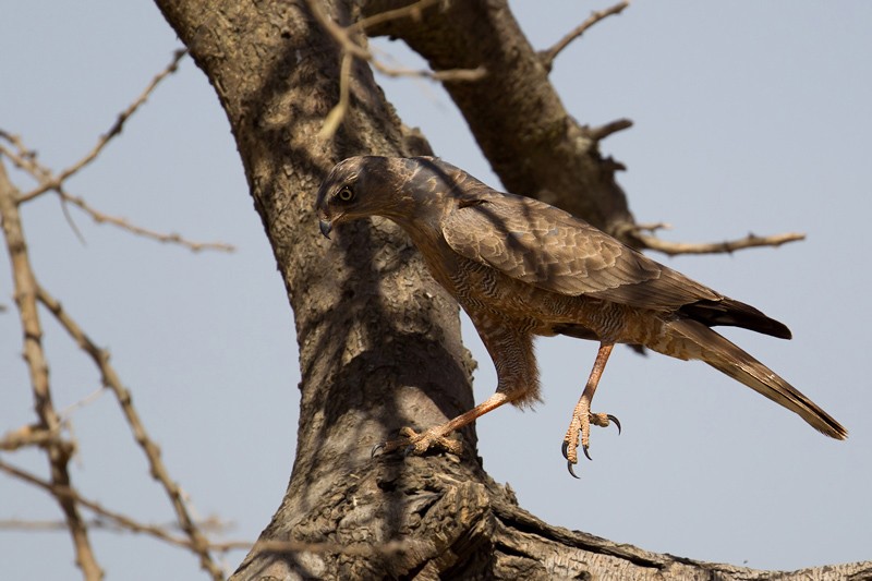 Dark Chanting Goshawk