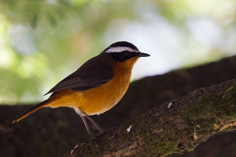 Rüppell's Robin-Chat - ssp Semirufa