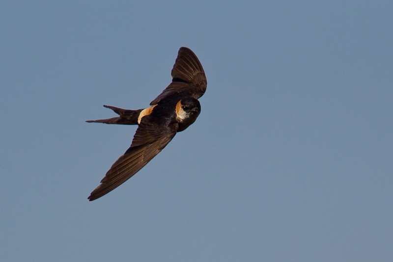 Red-rumped Swallow - ssp melanocrissus. Immature/non-breeding adult