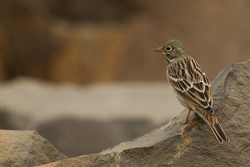 Ortolan Bunting