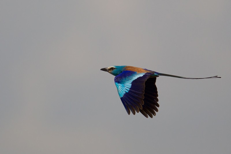 Abyssinian Roller in flight