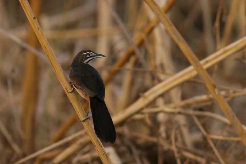 Moustached Grass Warbler - ssp amauroura