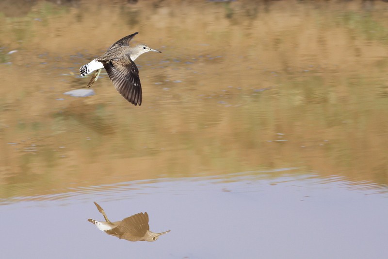 Green Sandpiper in flight