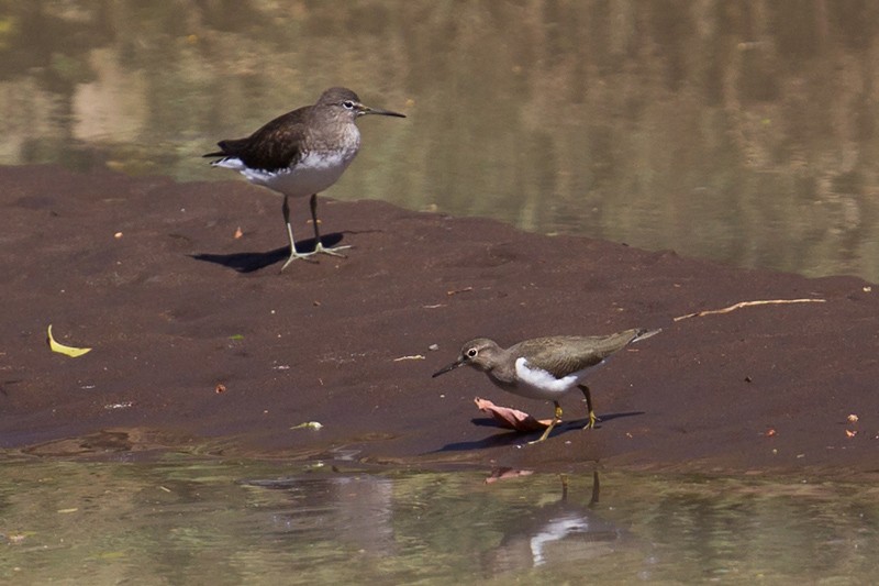 Green Sandpiper (left) with Common Sandpiper (right)