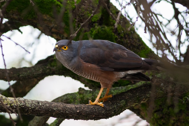 African Goshawk - ssp unduliventer