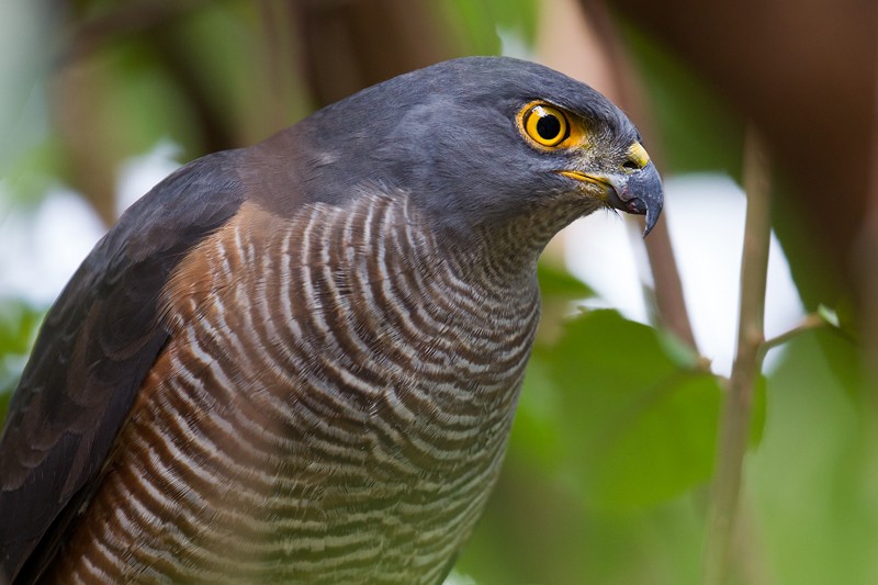 African Goshawk - ssp unduliventer