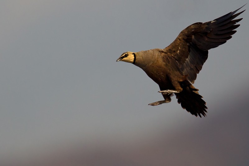 Yellow-throated Sandgrouse in flight