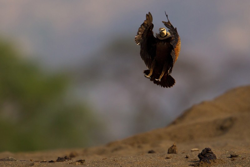 Yellow-throated Sandgrouse in flight