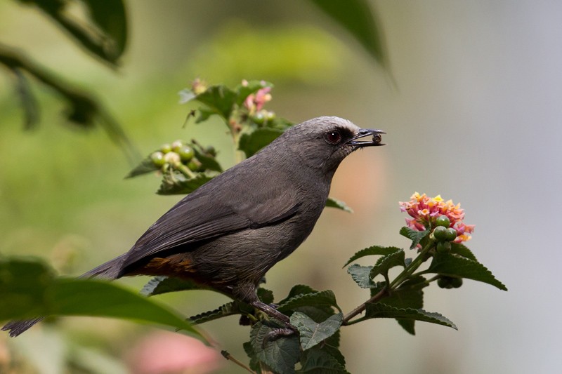 Abyssinian Catbird foraging