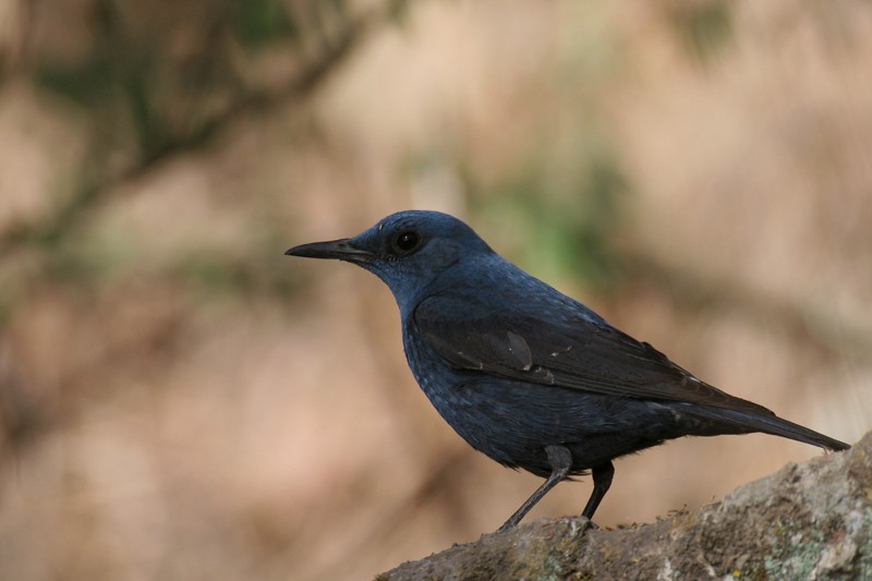Blue Rock Thrush - 2 cy male
