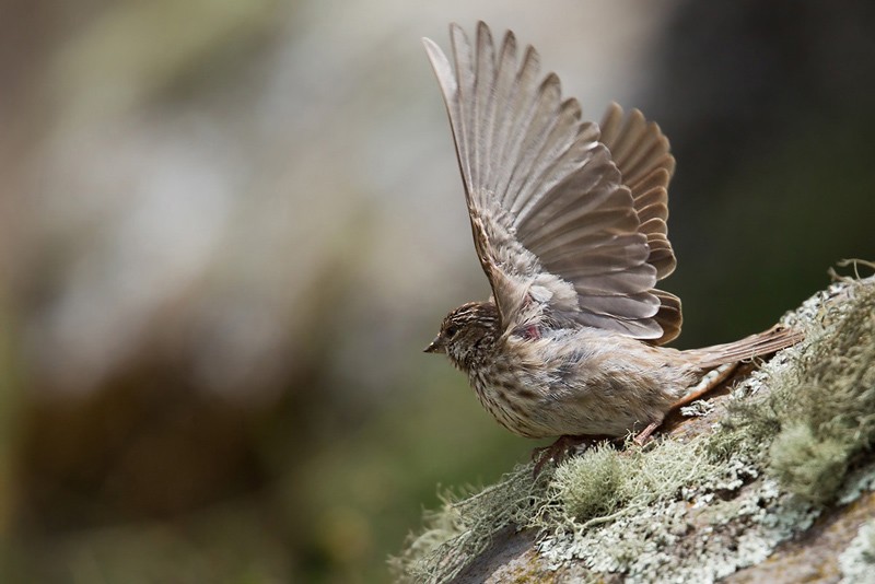 Ankober Serin