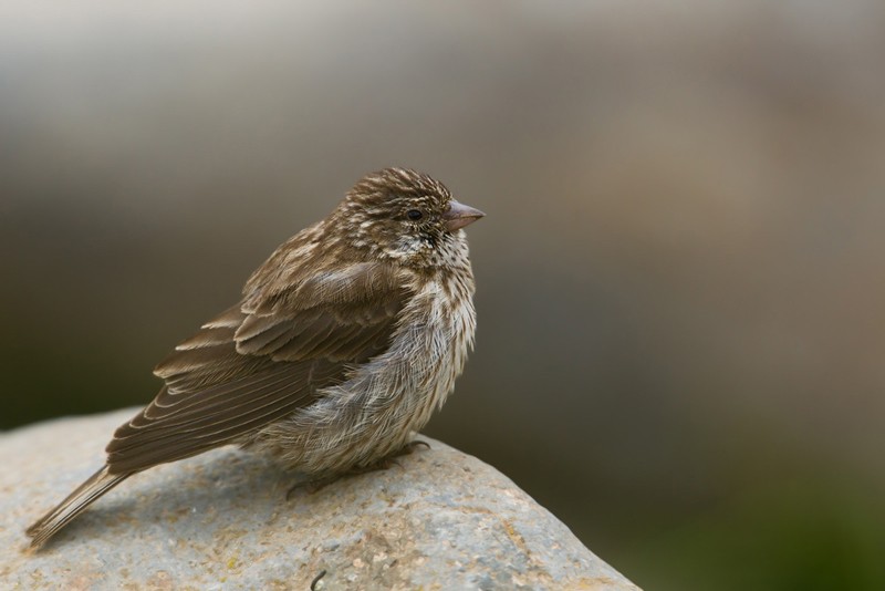 Ankober Serin