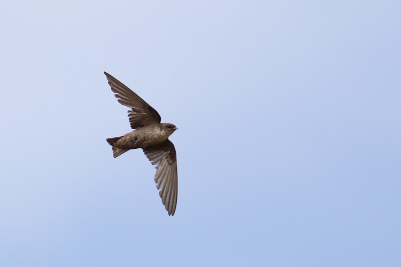 Red-throated Rock Martin in flight - ssp Pusilla