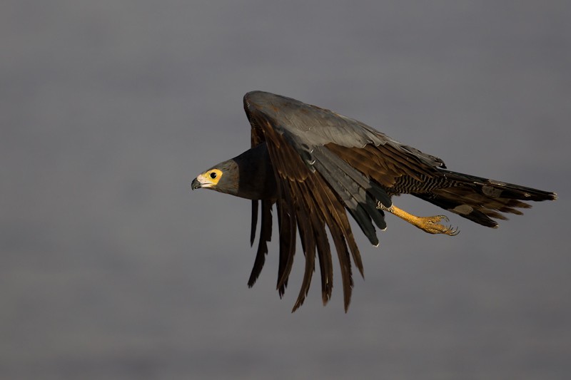 African Harrier Hawk - Immature moulting into adult plumage