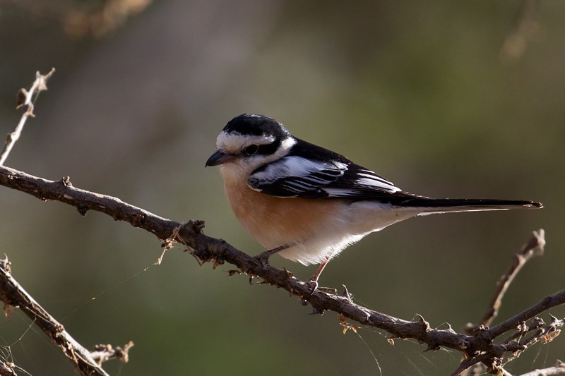 Masked Shrike