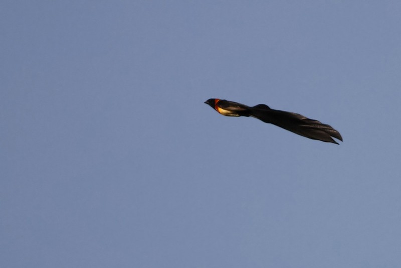 Exclamatory Paradise-Whydah in flight