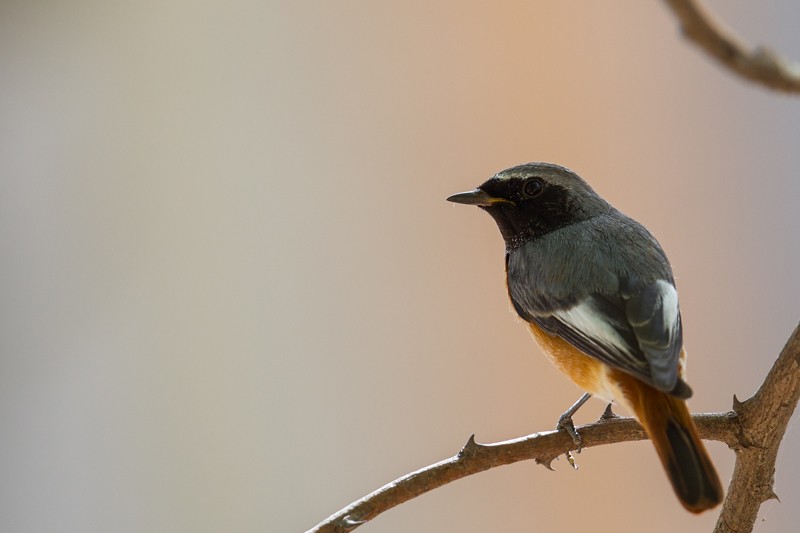 Common Redstart - ssp Samamisicus