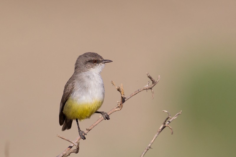 Yellow-bellied Eremomela - ssp Griseoflava