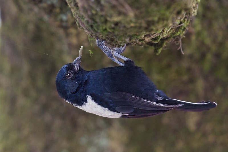 White-backed Black Tit - foraging