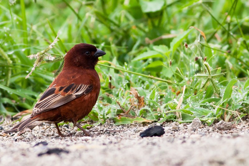 Chestnut Sparrow