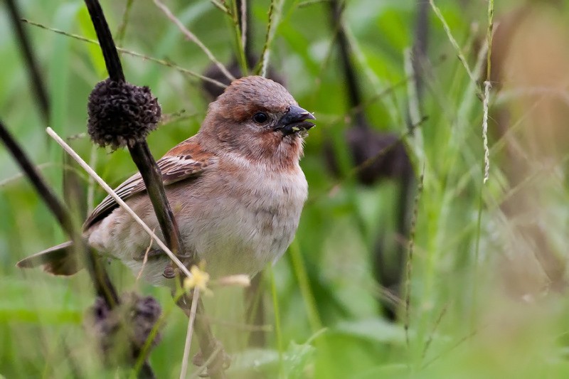 Chestnut Sparrow