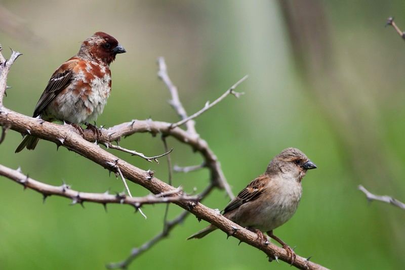 Chestnut Sparrow