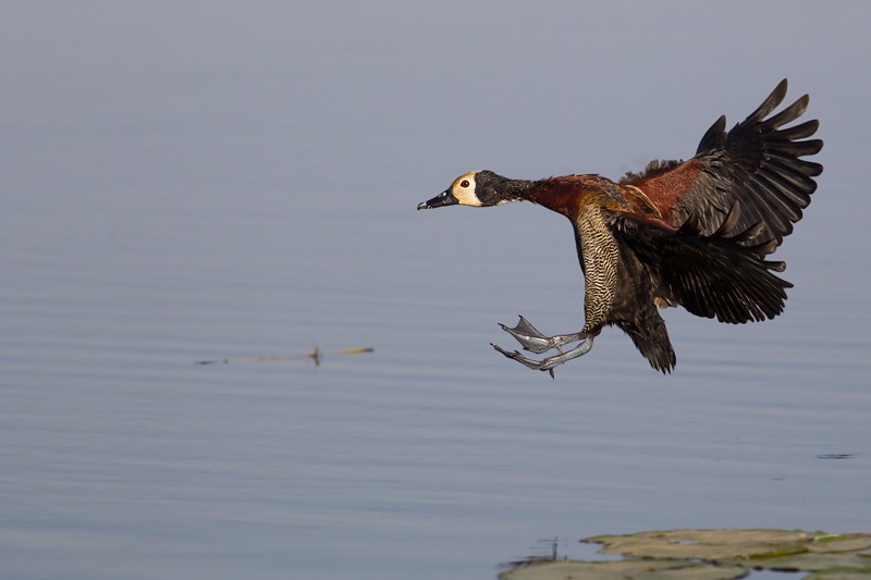White-faced Whistling Duck in flight
