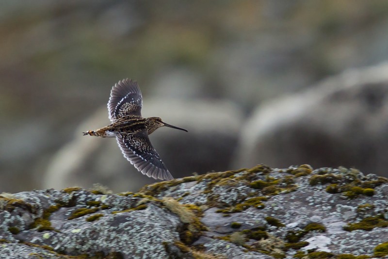 African Snipe in flight