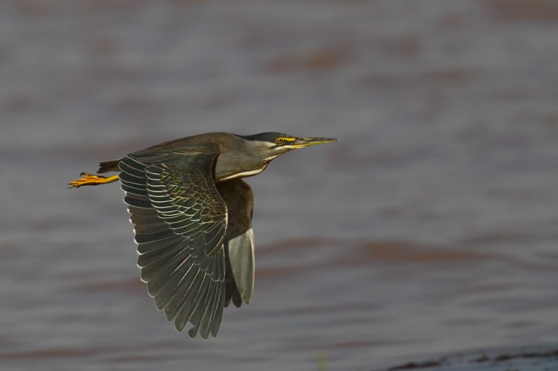 Striated Heron in flight