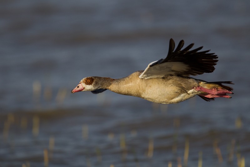 Egyptian Goose in flight