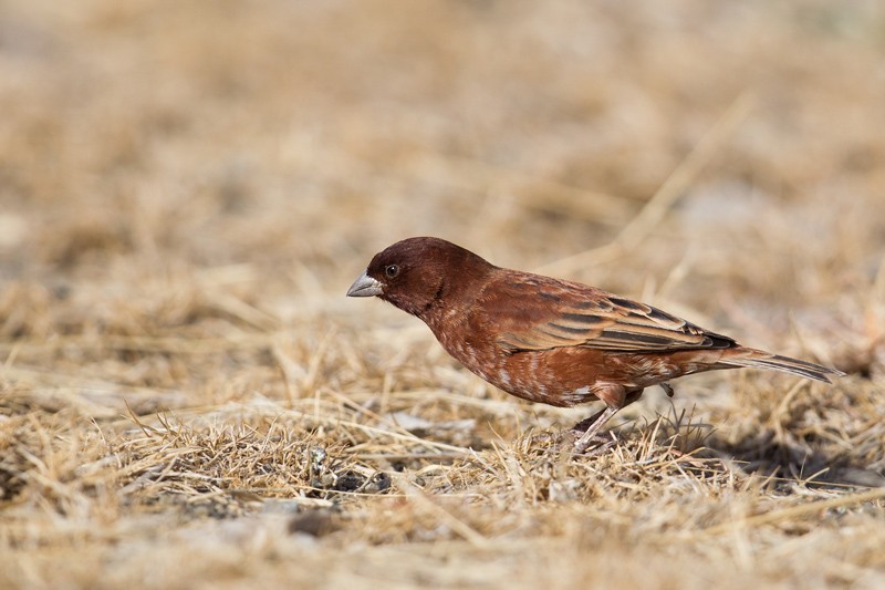 Chestnut Sparrow