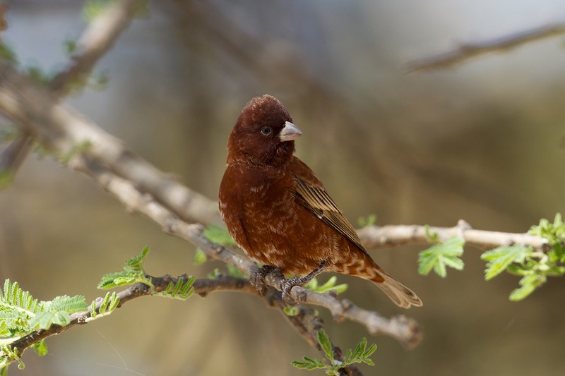 Chestnut Sparrow