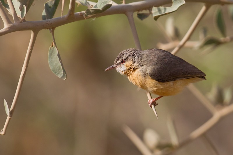 Northern Crombec - ssp Leucopsis