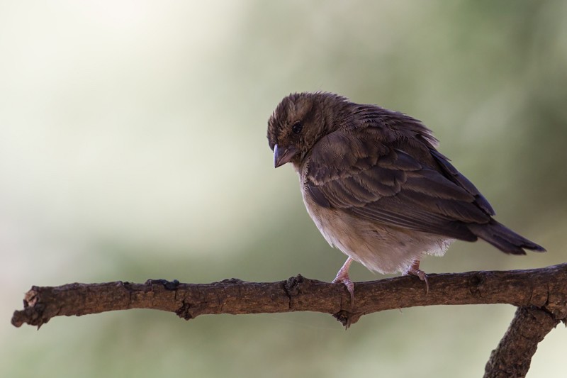 Village Indigobird