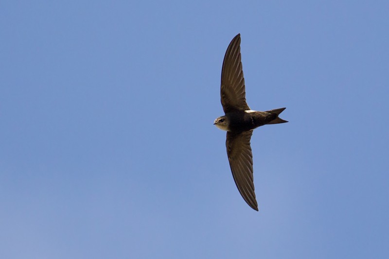 Horus Swift