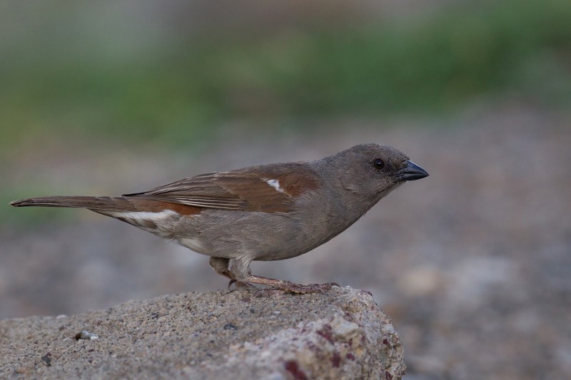Swainson's Sparrow