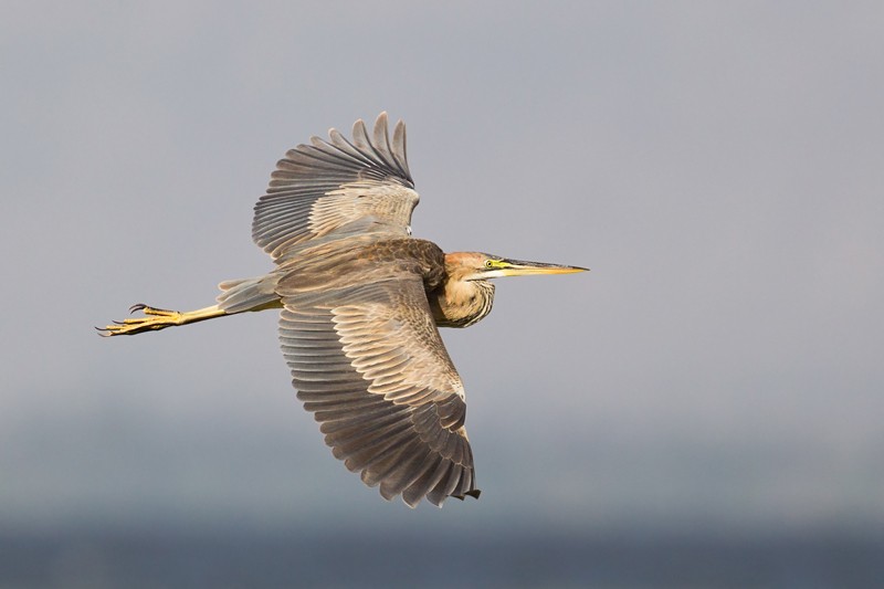 Purple Heron - immature in flight